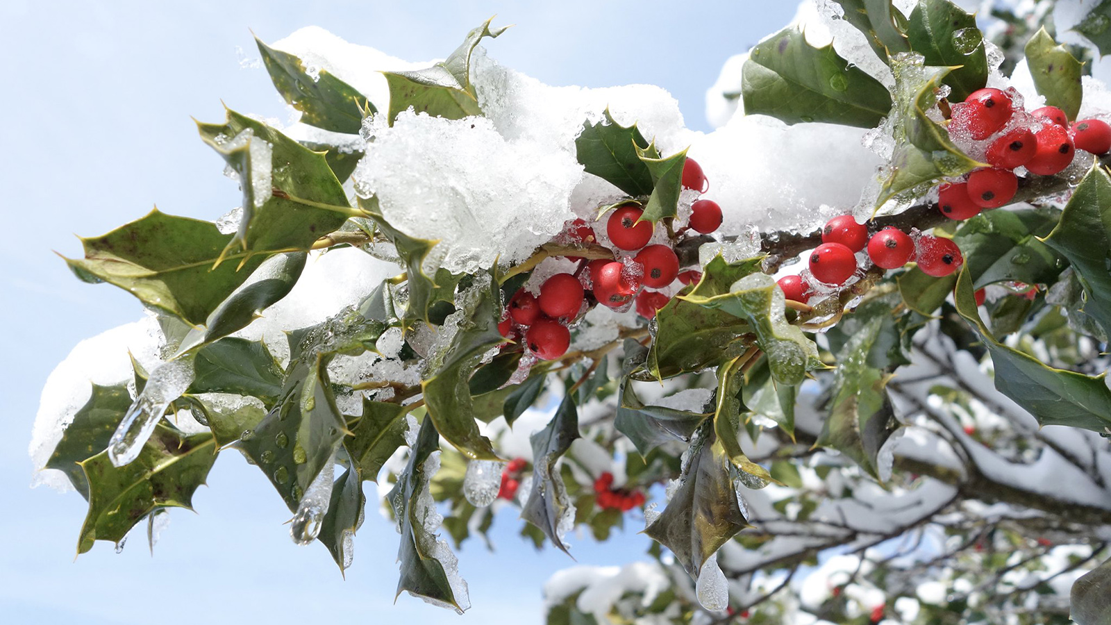 Ilex opaca 'Robin Tree' 314-62-A Friedman