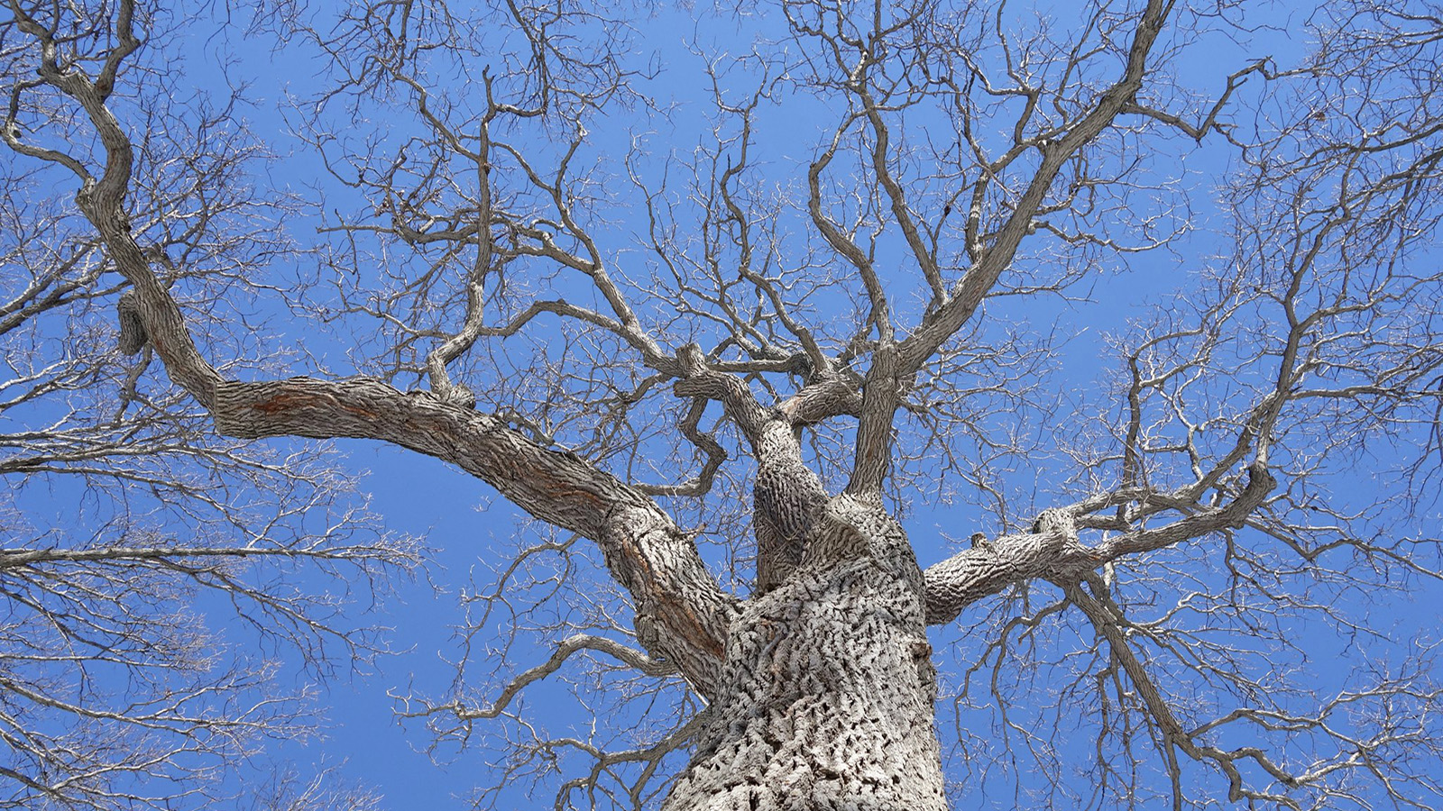 Quercus bicolor 22887-G Friedman