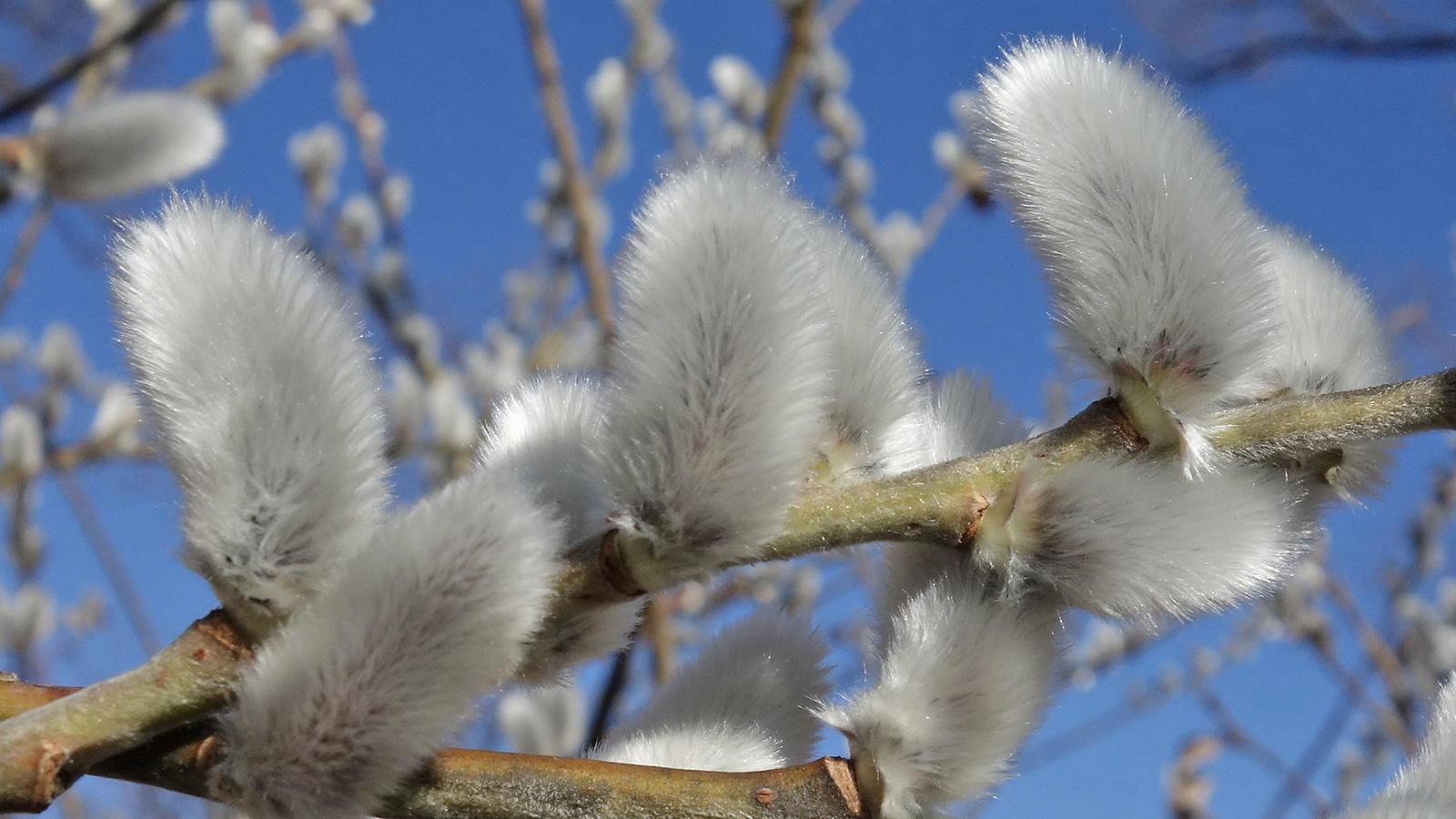 Salix gracilistyla 930-74-A Friedman