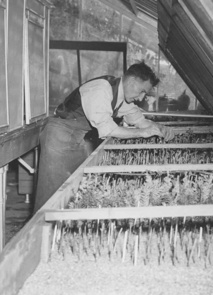 William Henry Judd leans over a table of plants in the greenhouse, ca. 1925.