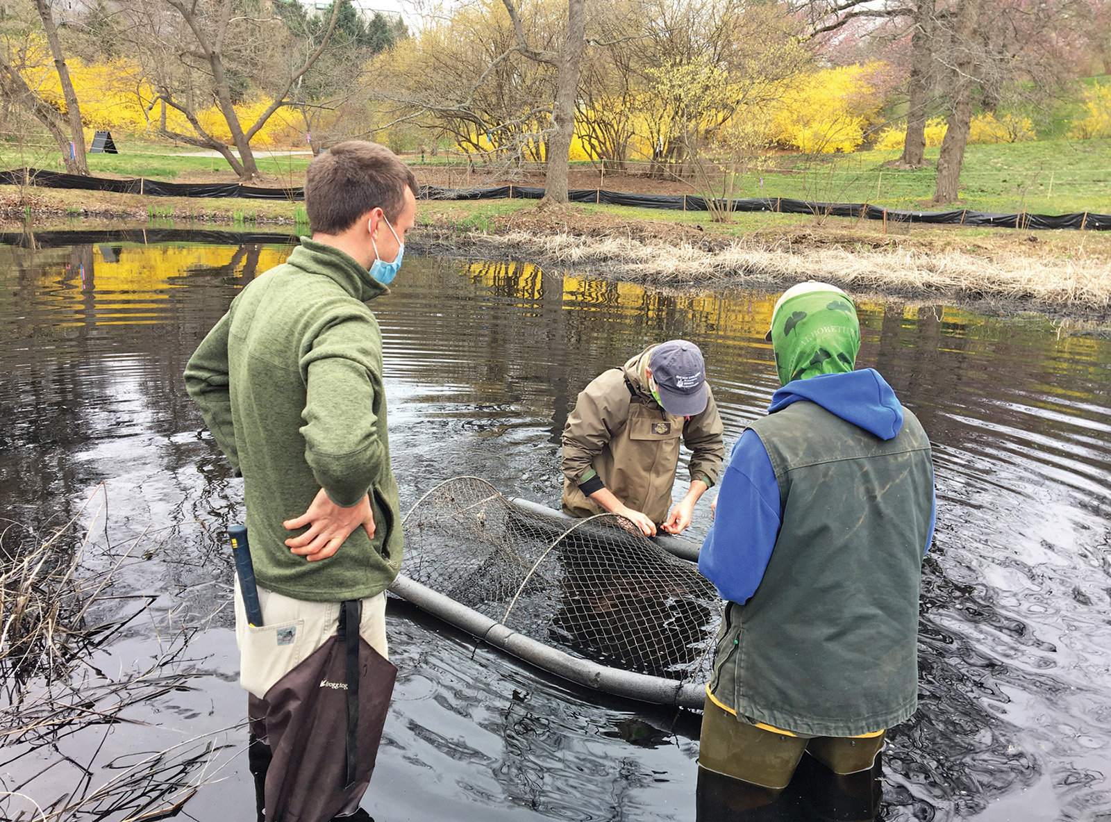 Hoop trap installation in Rehder Pond