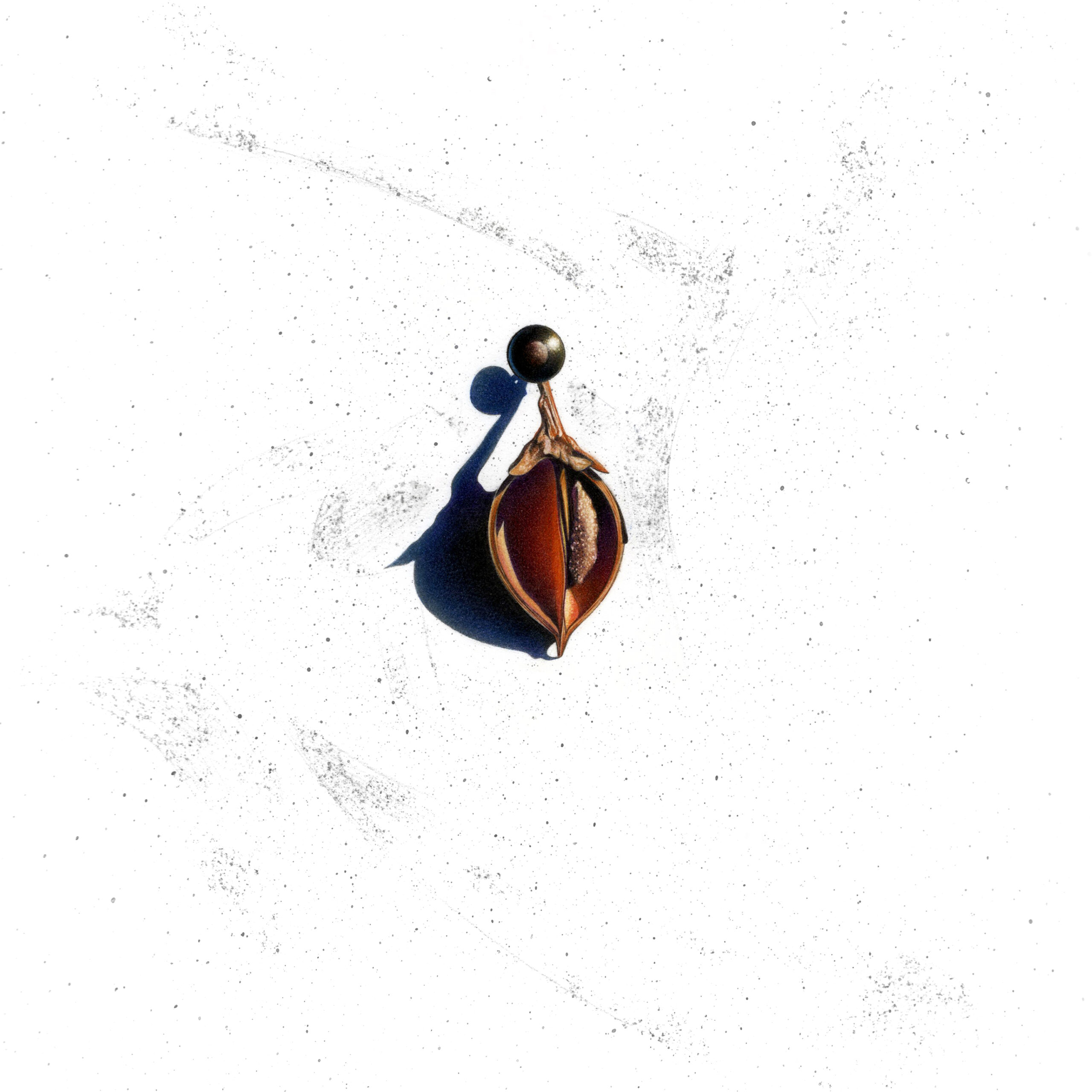 Drawing of a seed