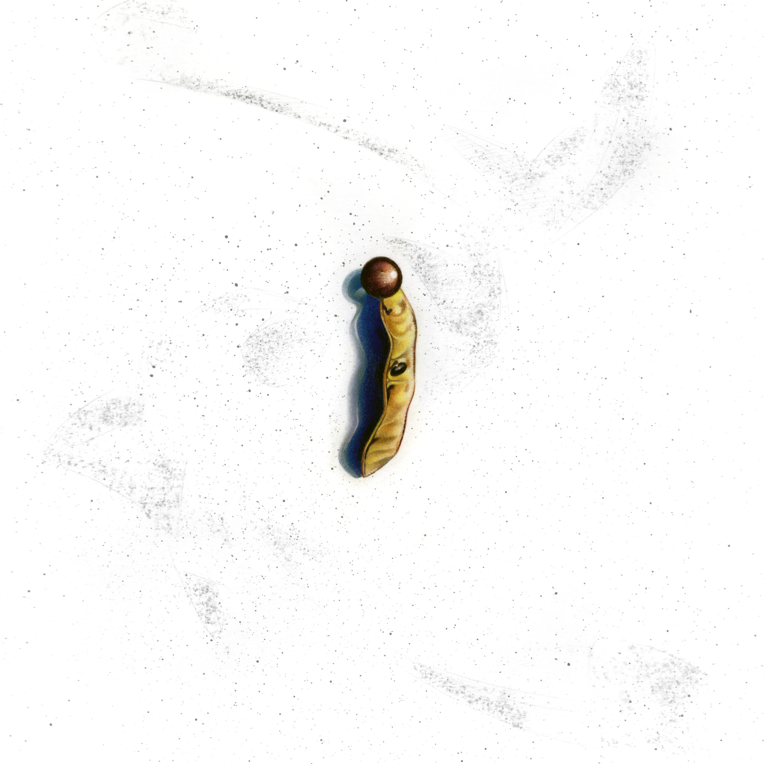 Drawing of a seed