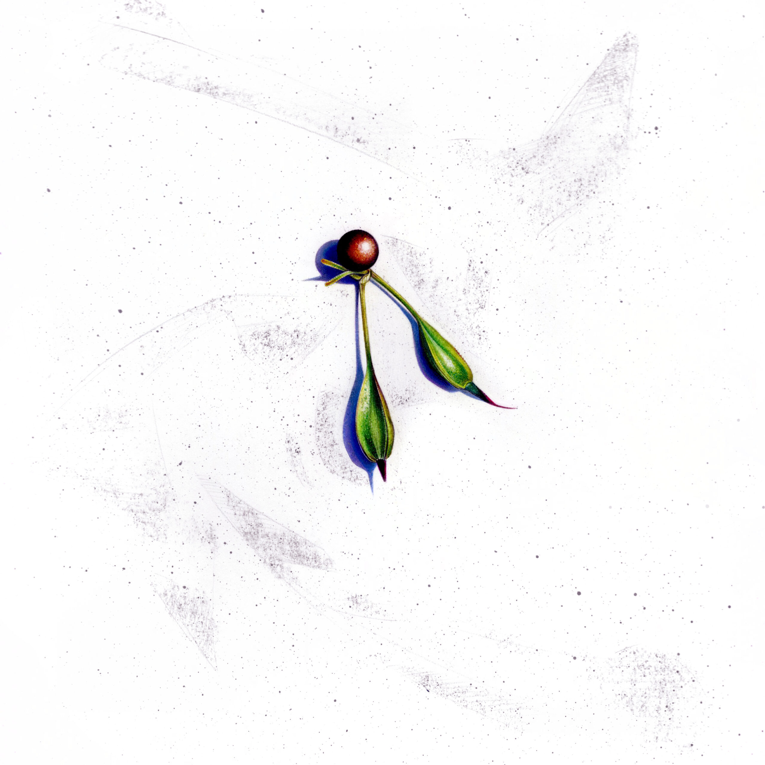 Drawing of a seed