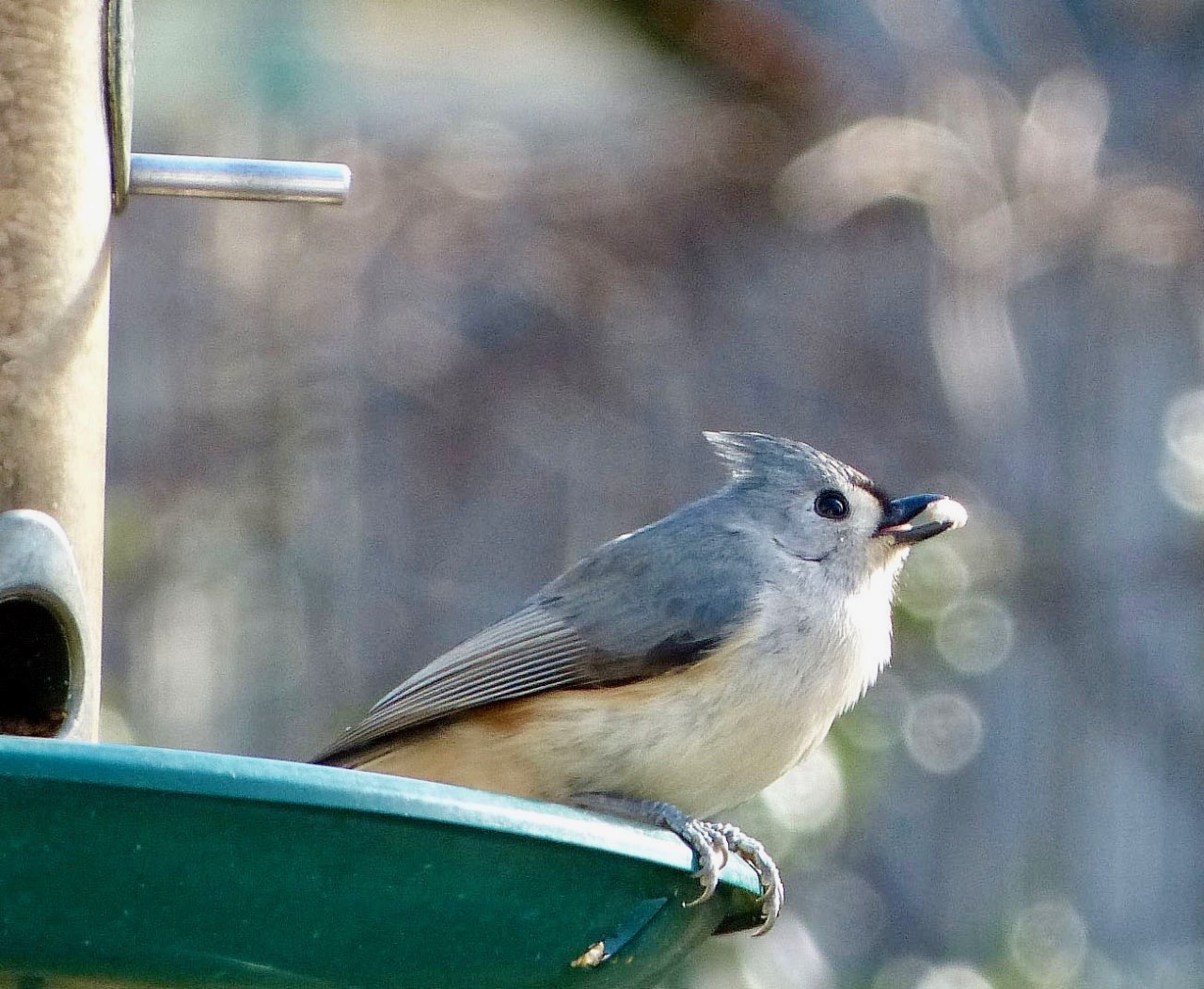 Tufted titmouse