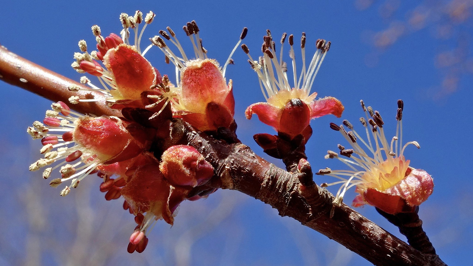 Acer x freemanii 318-2006-A by Ned Friedman