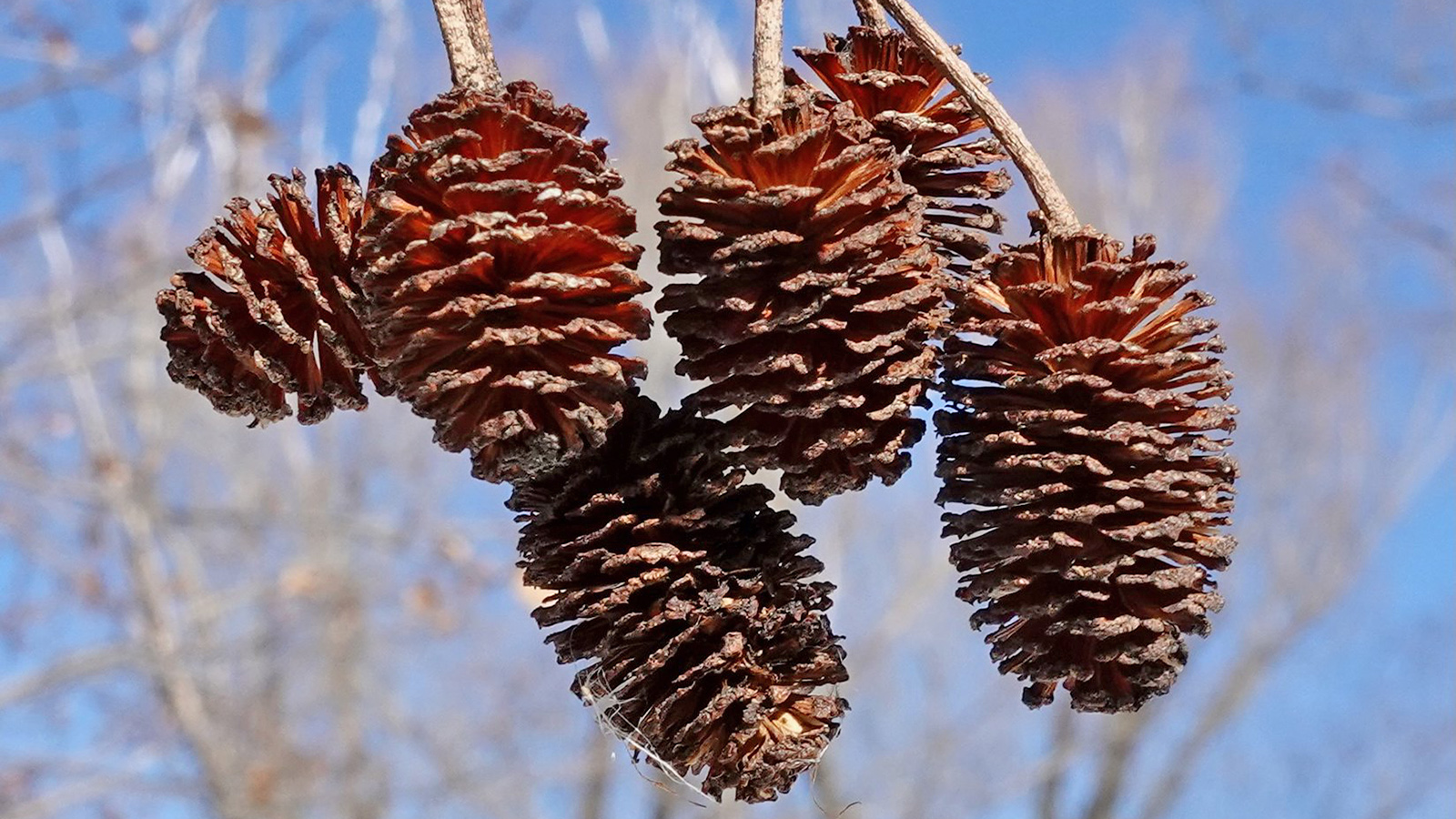 Alnus maximowiczii 1462-77-J by Ned Friedman