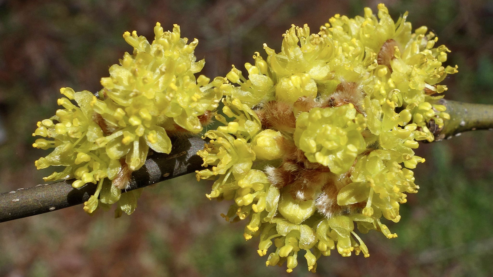 Lindera obtusiloba 931-85-D by Ned Friedman