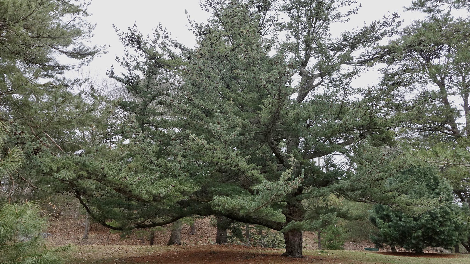 Foregrounding Plants: The Arnold Arboretum Celebrates 150