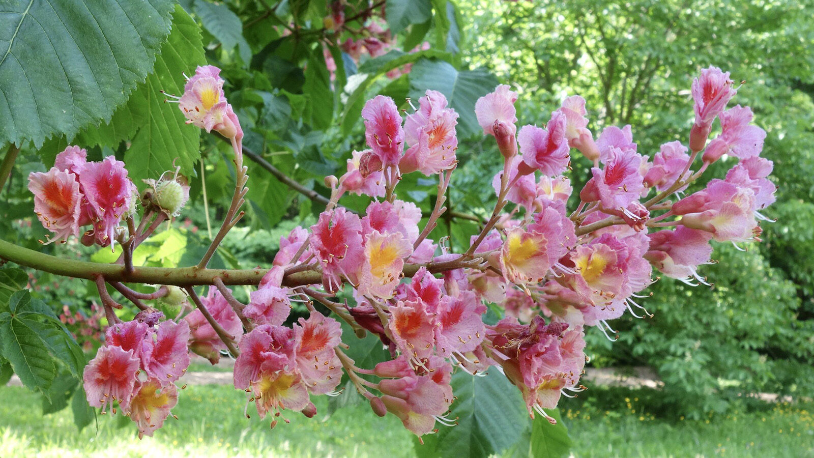 Ruby Red horsechestnut by Ned Friedman