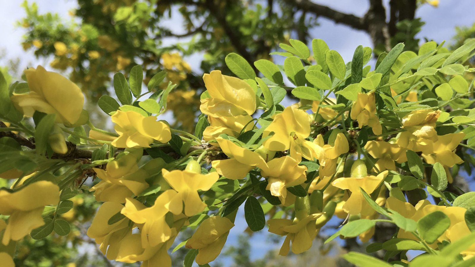 Caragana arborescens 'nana' 2894-A by Ned Friedman