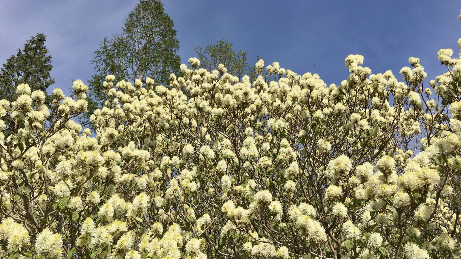 Fothergilla major 694-34-A by Ned Friedman