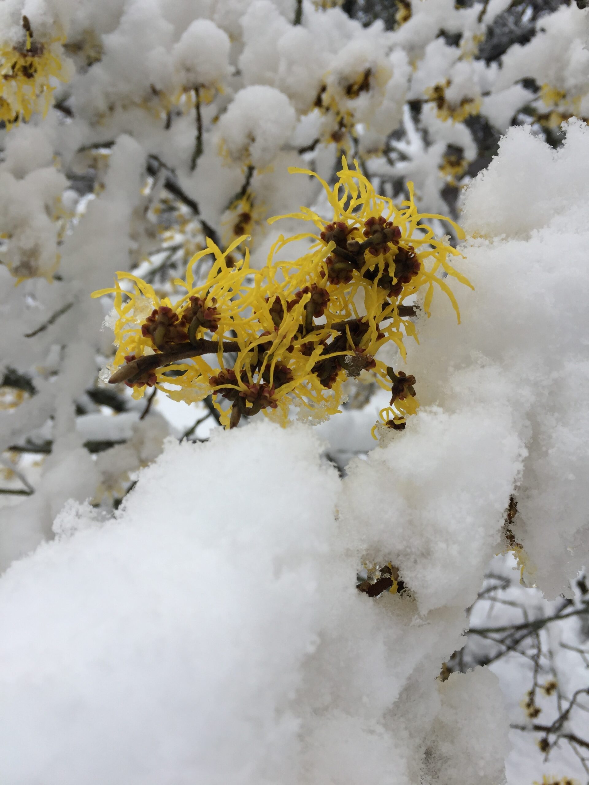 Hamamelis ×intermedia 'Arnold Promise'  Hamamelis ×intermedia 'Arnold  Promise' - Van den Berk Pépinières