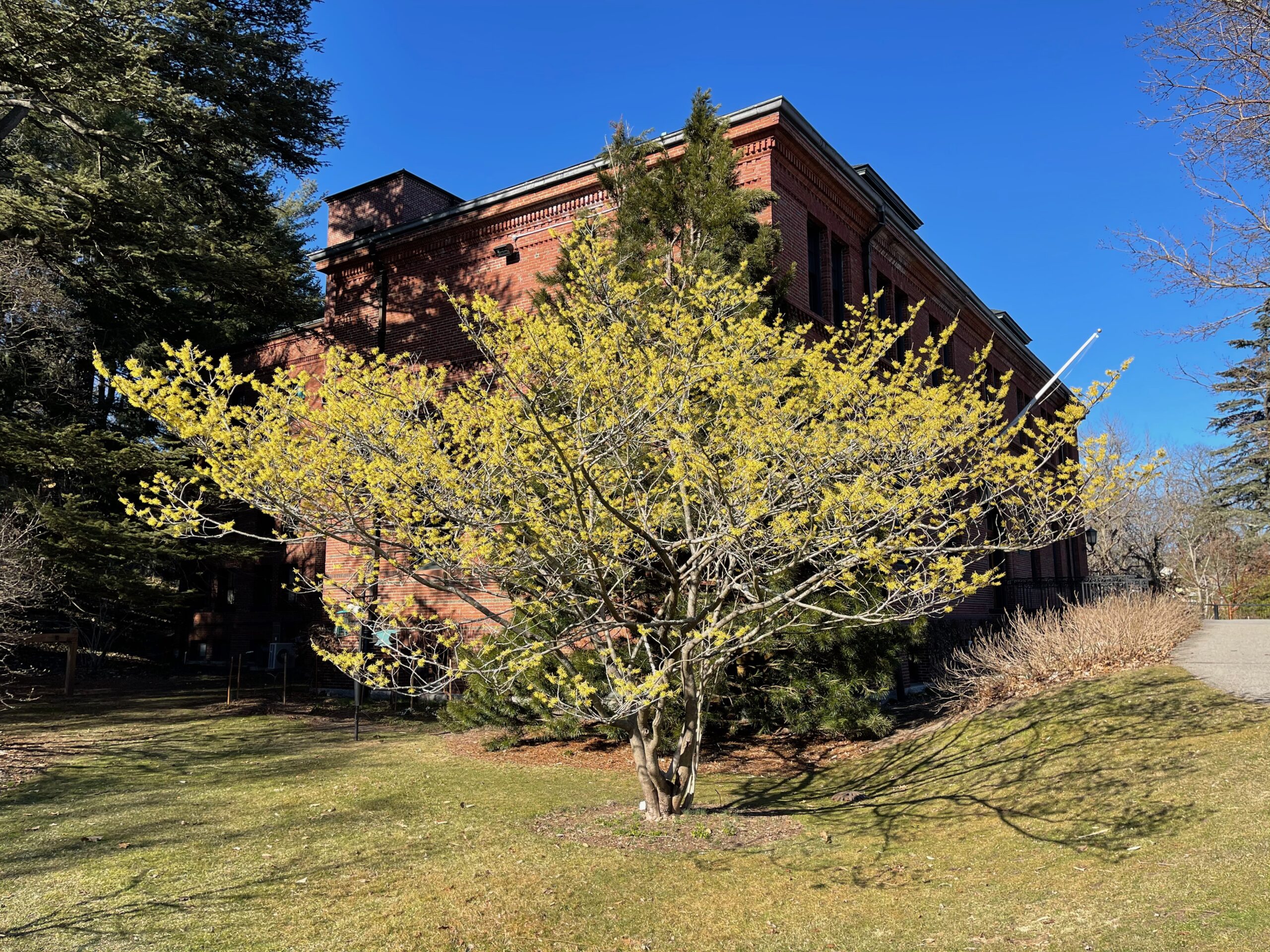 Hamamélis 'Arnold Promise' - Hamamelis 