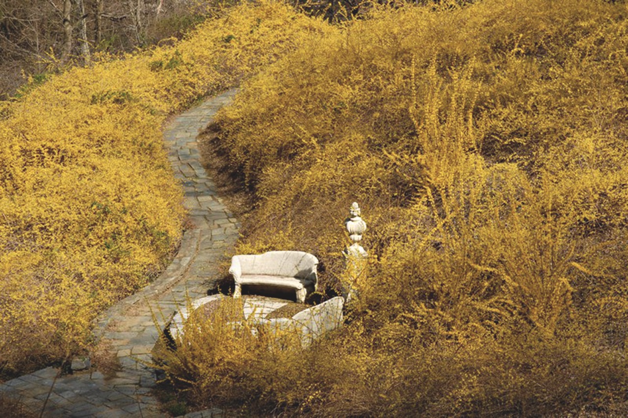 Stone bench and urn alongside curving garden path, surrounded by forsythia in bloom.