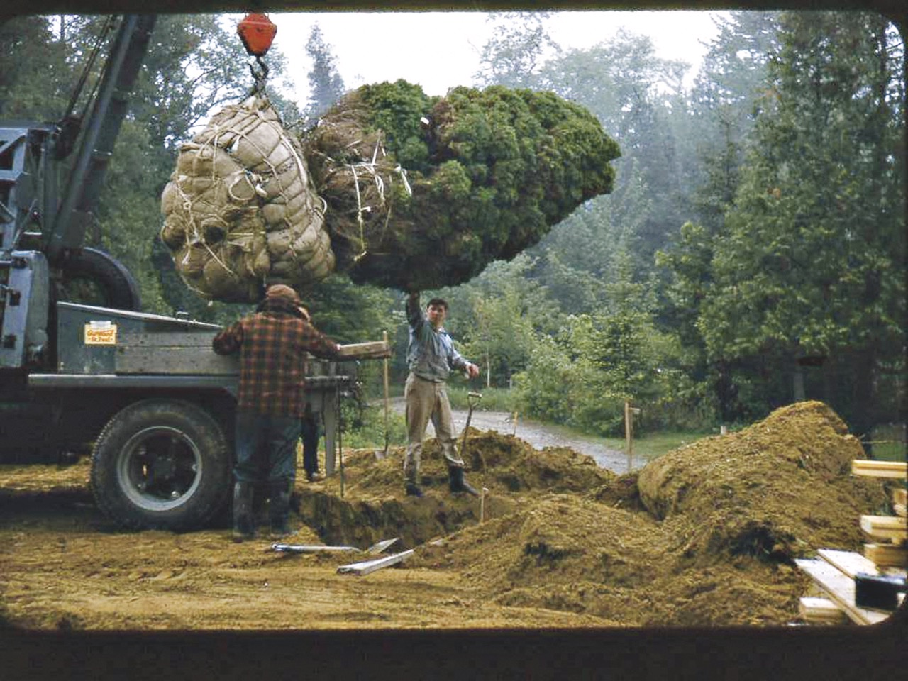 Tree raised vertically by crane and cable on rear of truck, guided by two workmen.