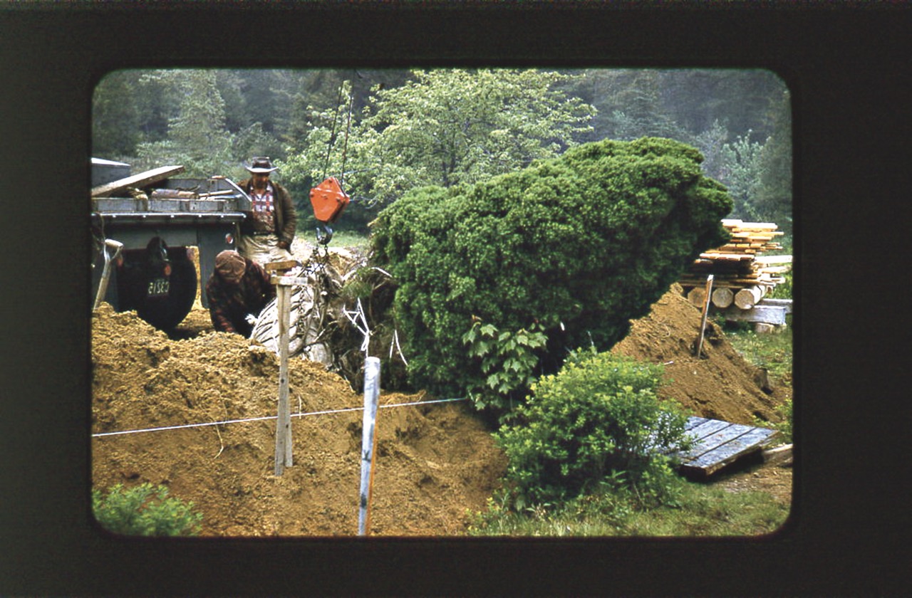 Tree tipped on side at edge of ditch, connected to crane by steel cable, with two workmen.