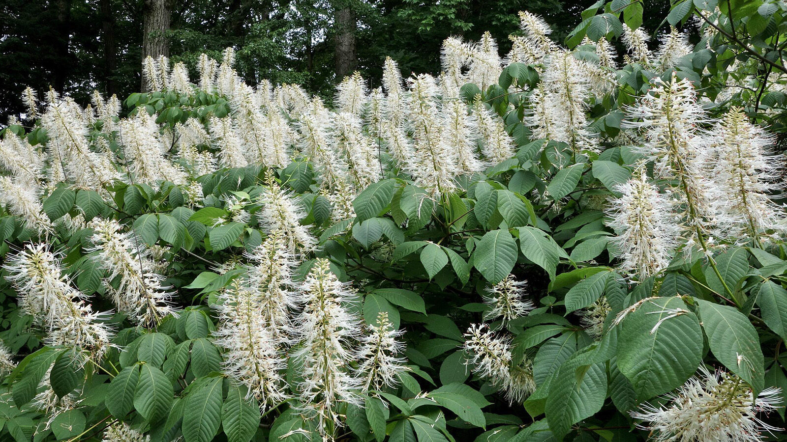 Aesculus parviflora 12652-A by Ned Friedman