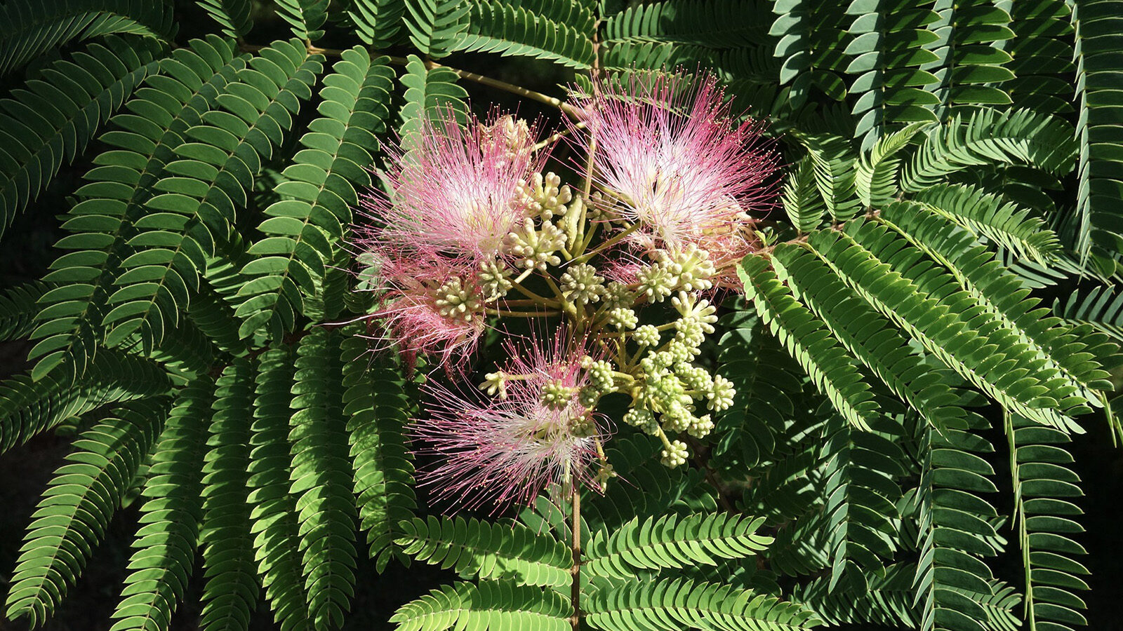 Albizia julibrissin 1442-77-B by Ned Friedman