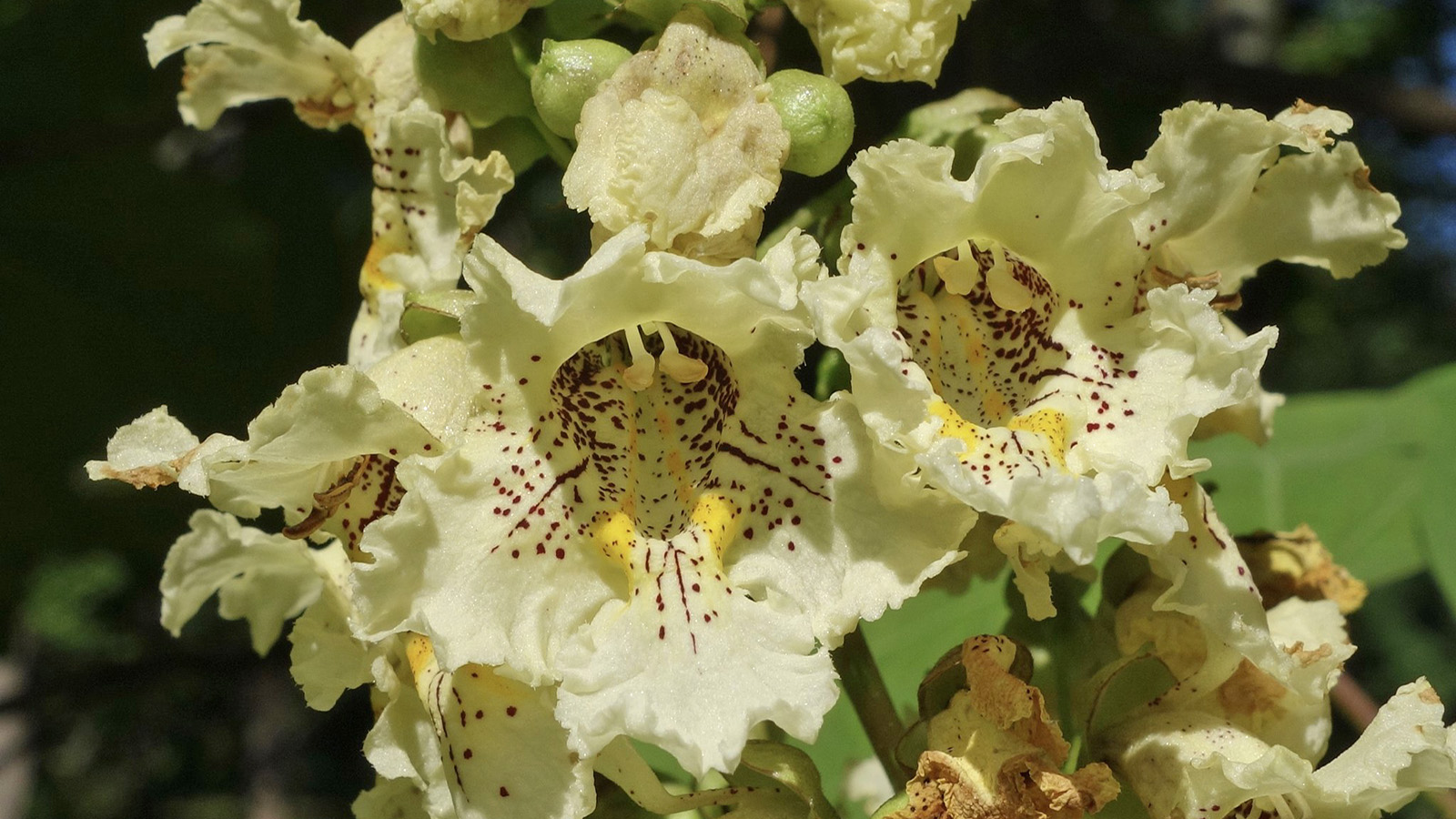Catalpa ovata 98-61-B by Ned Friedman