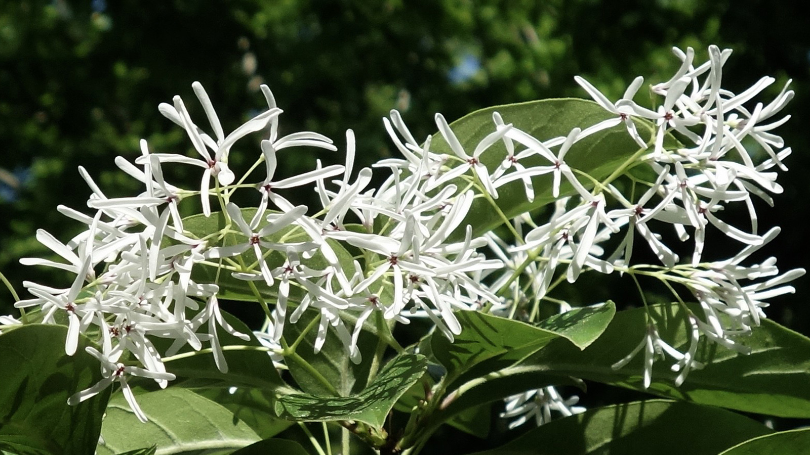 Chionanthus retusus 427-87-A by Ned Friedman