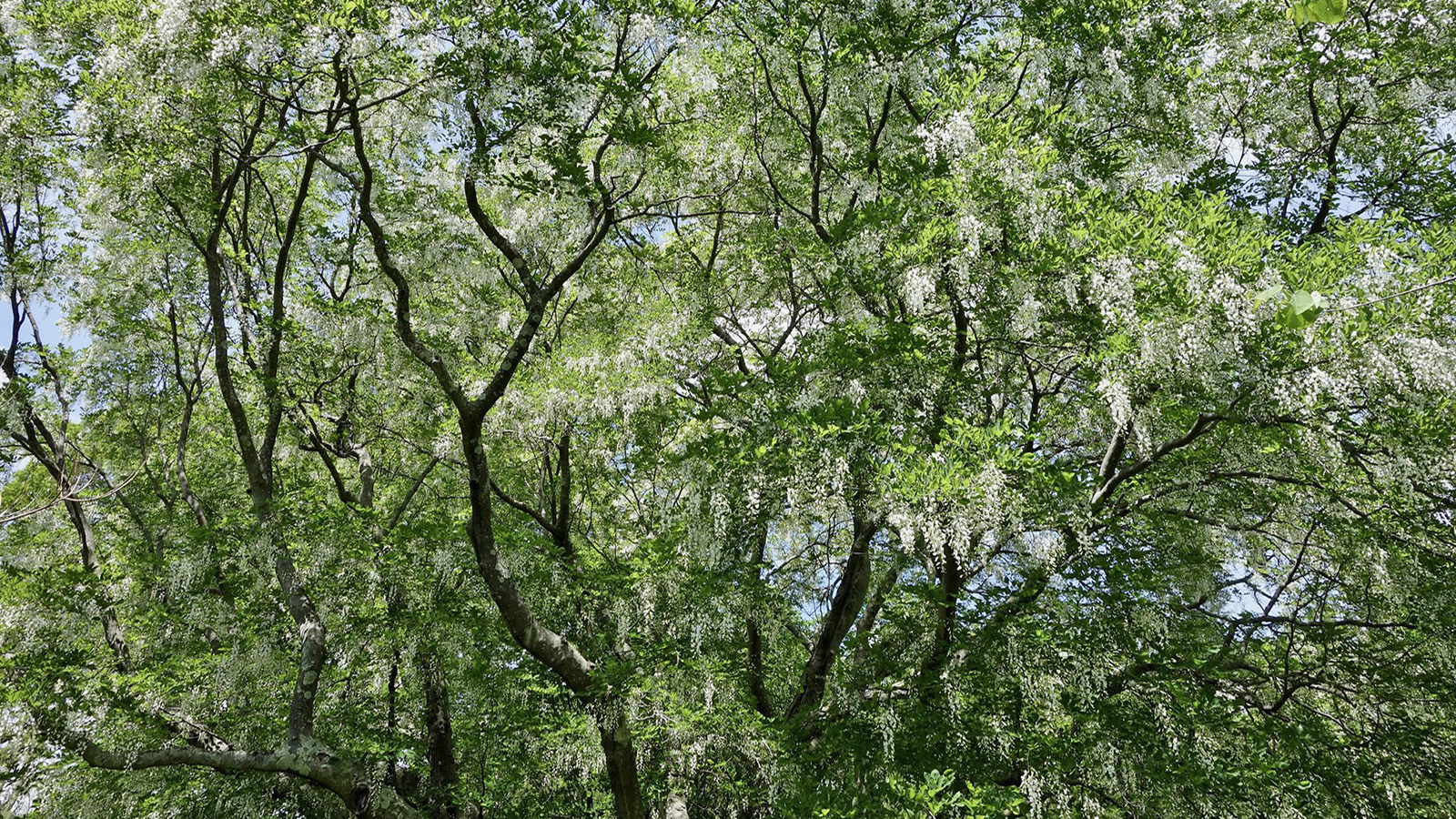 Cladastris kentukea 13055-B by Ned Friedman