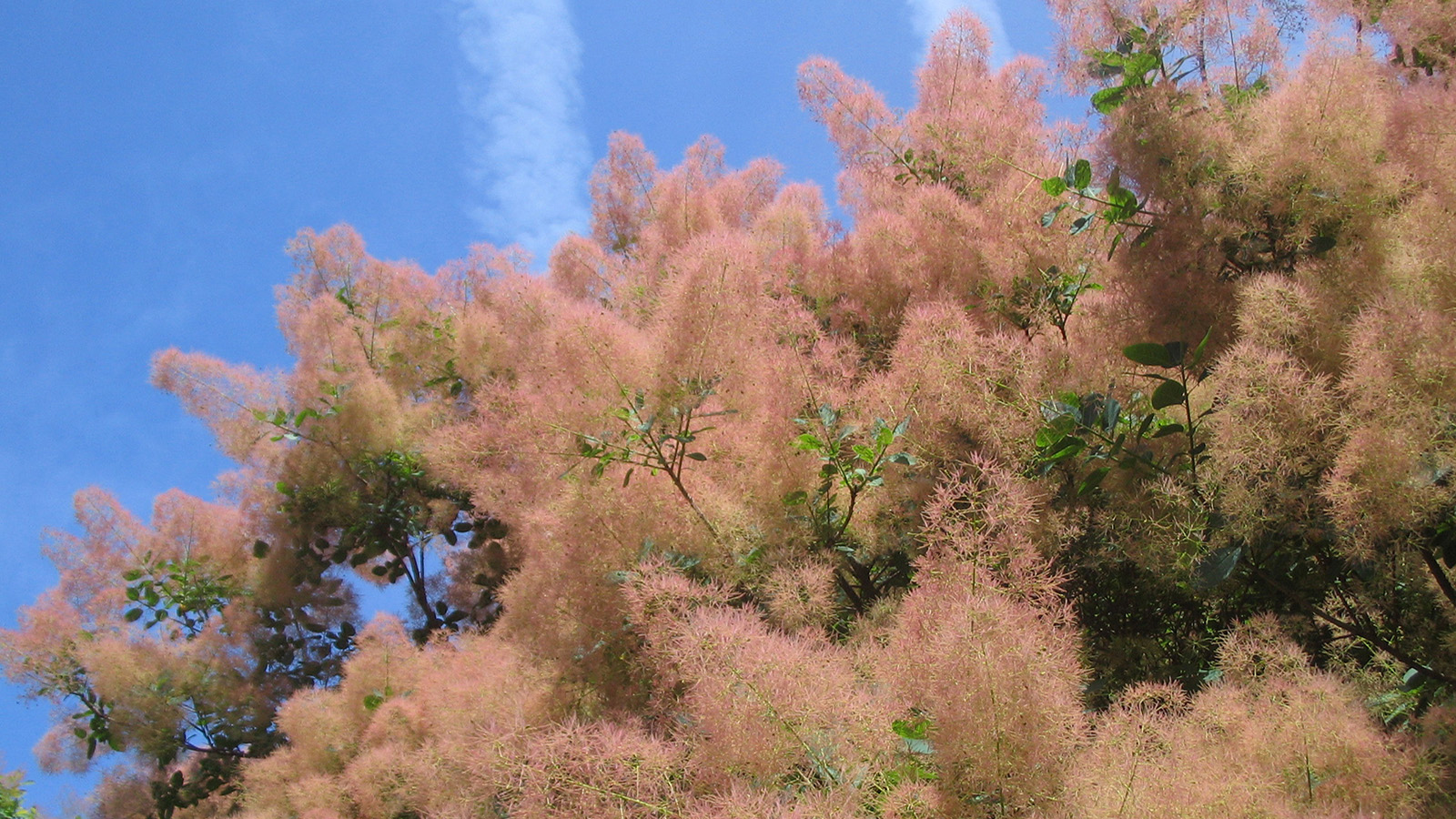 Cotinus coggygria 1465-80-A by Ned Friedman