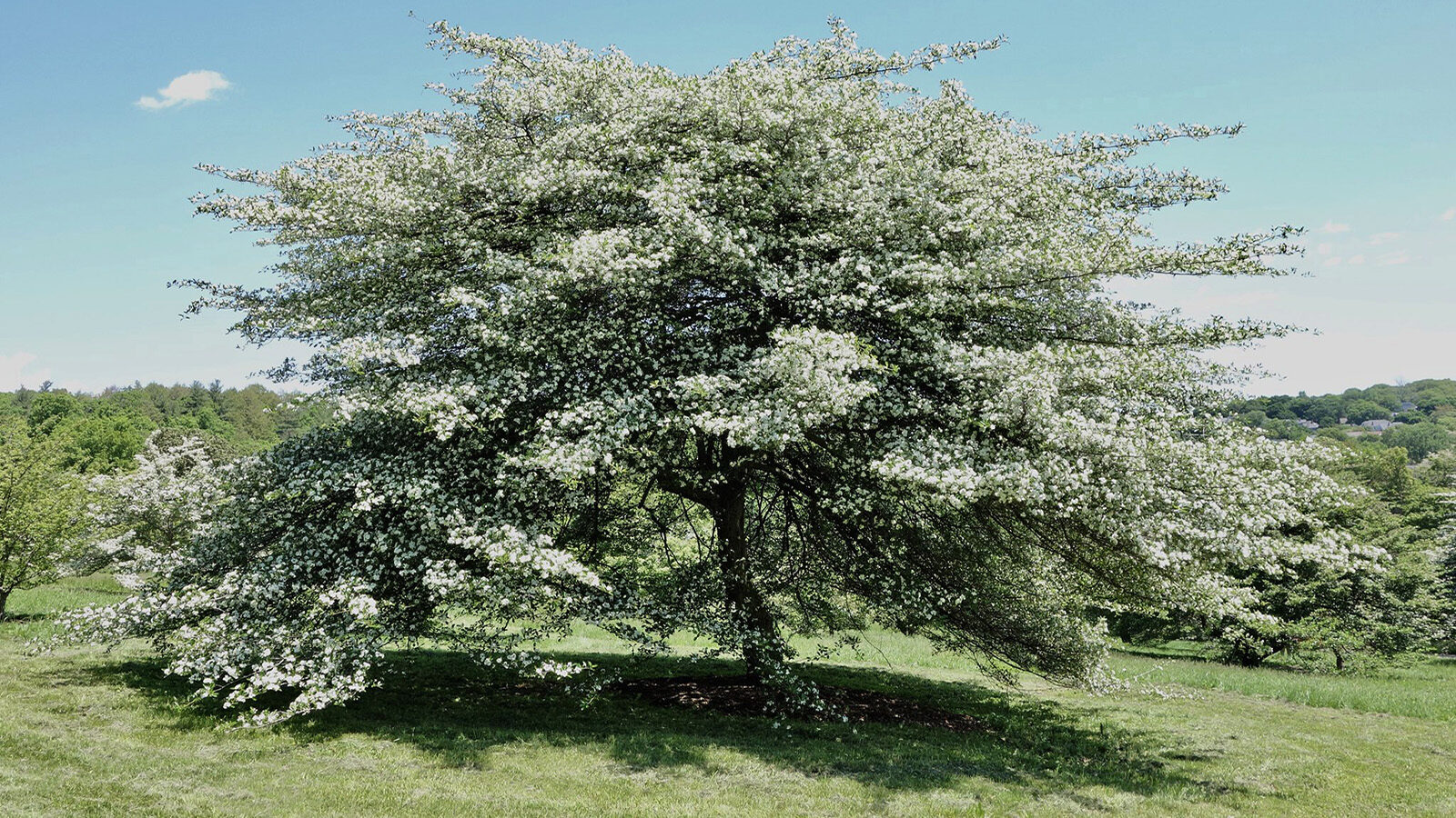 Crataegus crus-galli 12079-A by Ned Friedman