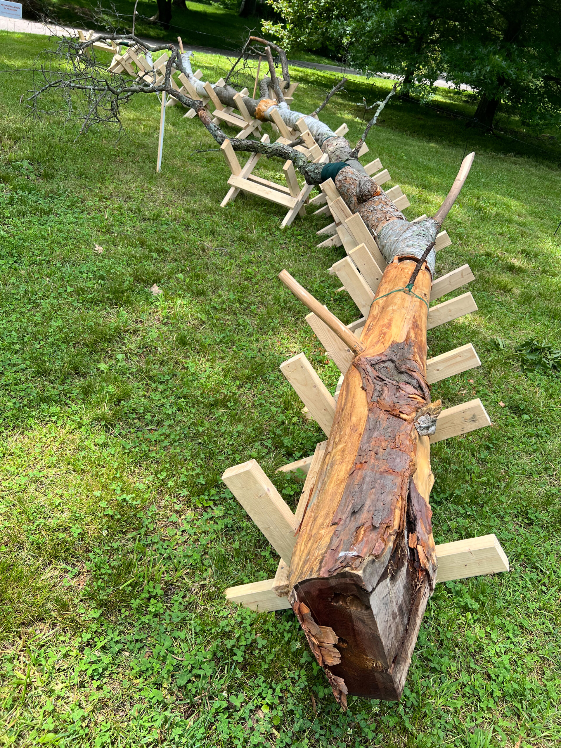 pieces of dead trees on wooden cradles