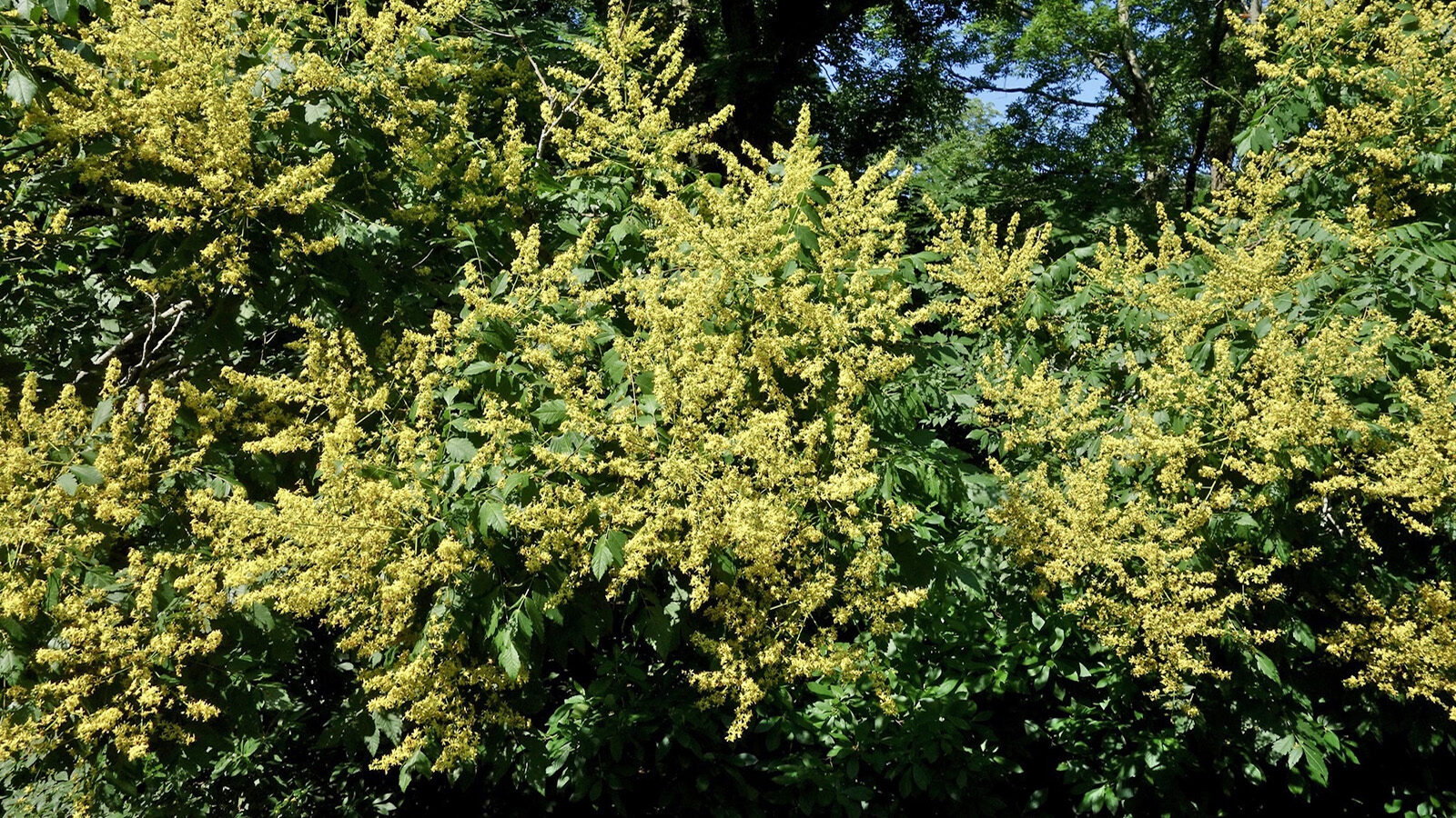 Koelreuteria paniculata 14928-1-B by Ned Friedman