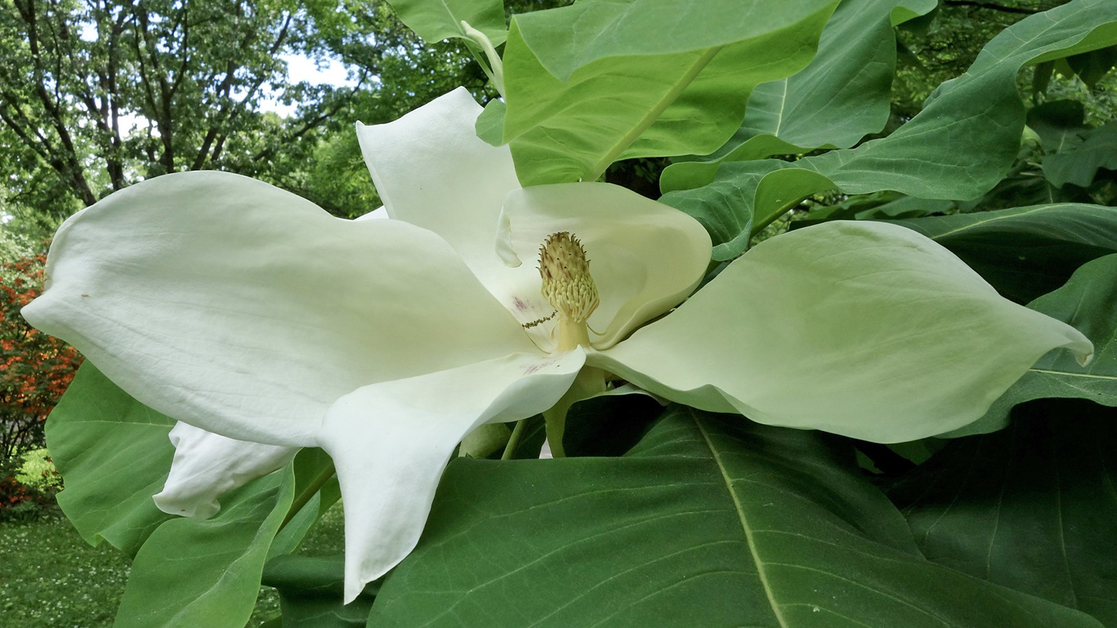 Magnolia macrophylla ssp. macrophylla 961-89-B by Ned Friedman