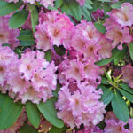 Pink flowers and green leaves