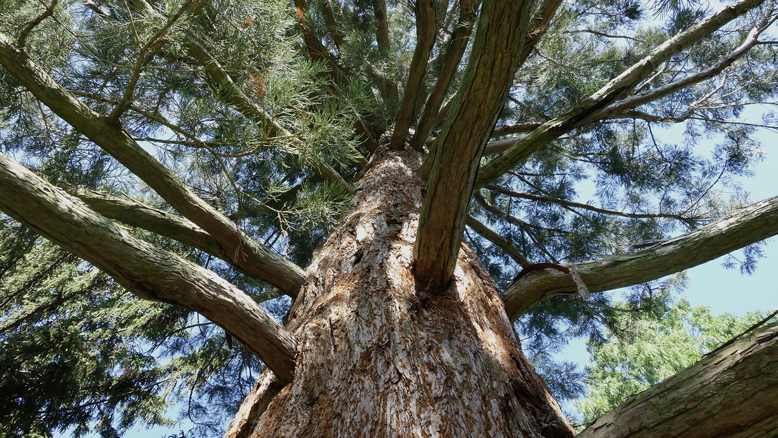 Sequoiadendron giganteum 1320-72-A by Ned Friedman