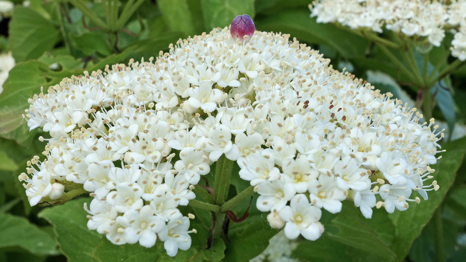Viburnum bracteatum 365-2005-B by Ned Friedman