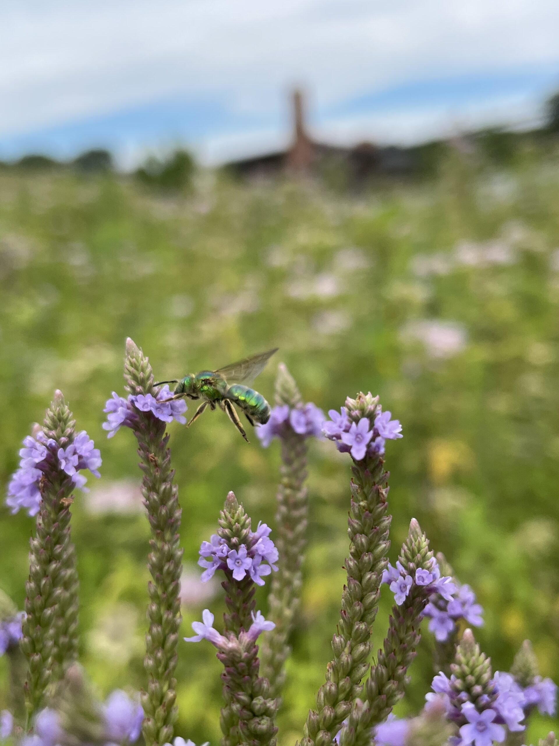 A metallic green sweat bee and blue vervain