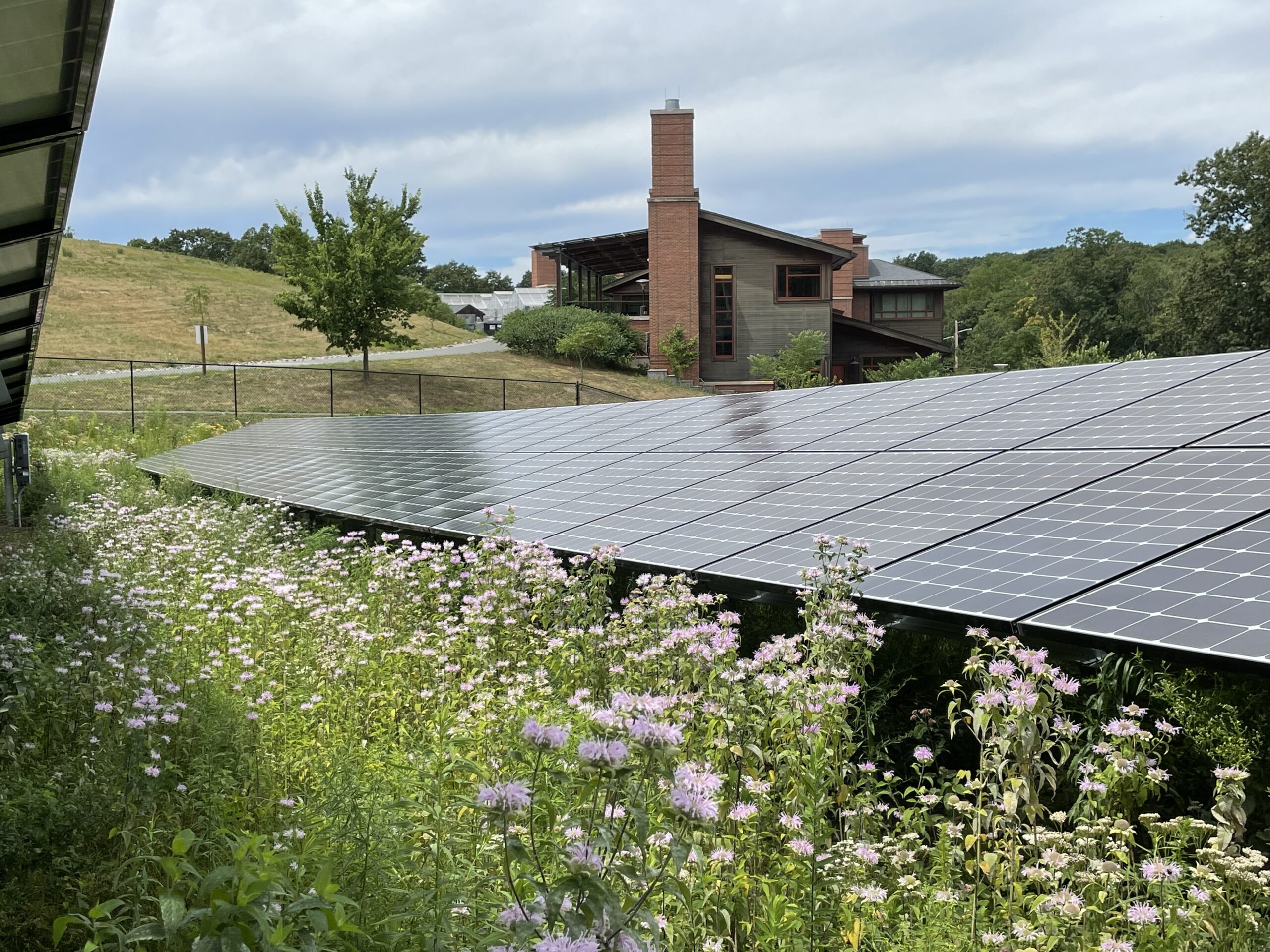 Boosting Biodiversity: A Solar Pollinator Meadow Takes Root at Weld Hill