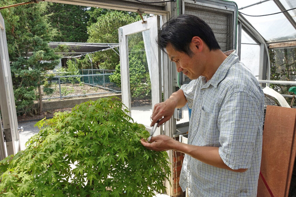 Jun-pruning-Japanese-maple