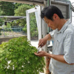 Man prunes a small bonsai Japanese maple tree