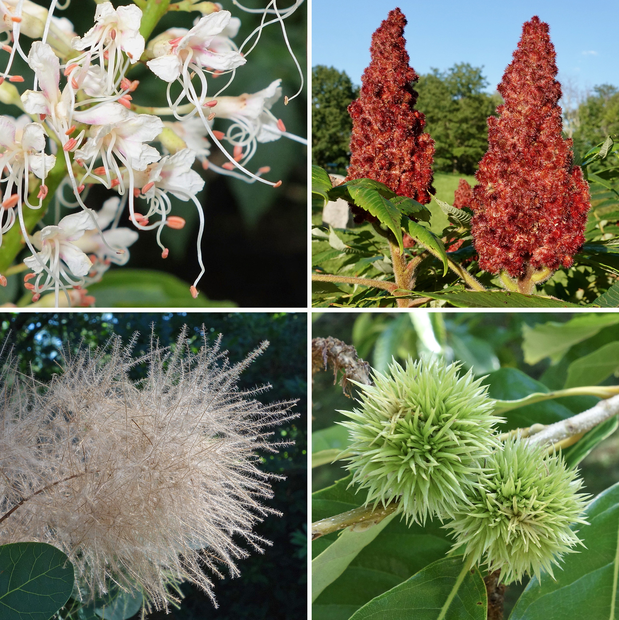 bottlebrush buckeye, staghorn sumac, Chinese chestnut, and common smoketree