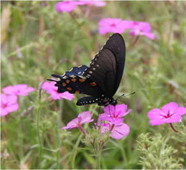 A butterfly visits a phlox flower in Texas