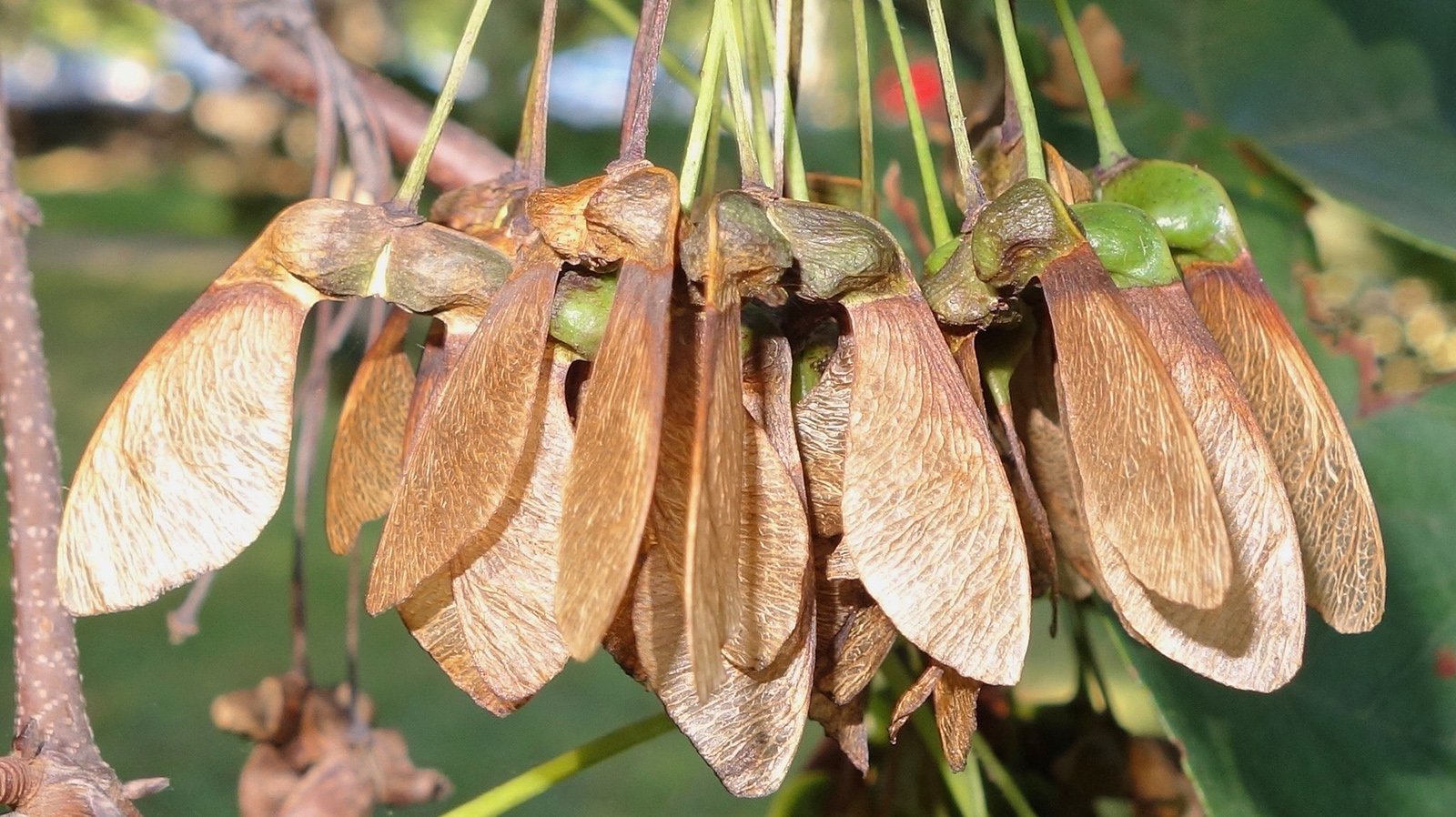 Acer opalus ssp. obtusatum 1371-71-A Friedman
