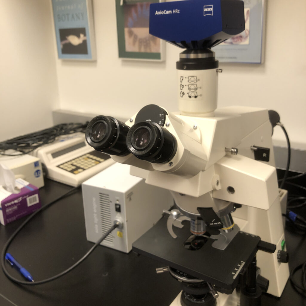 upright microscope