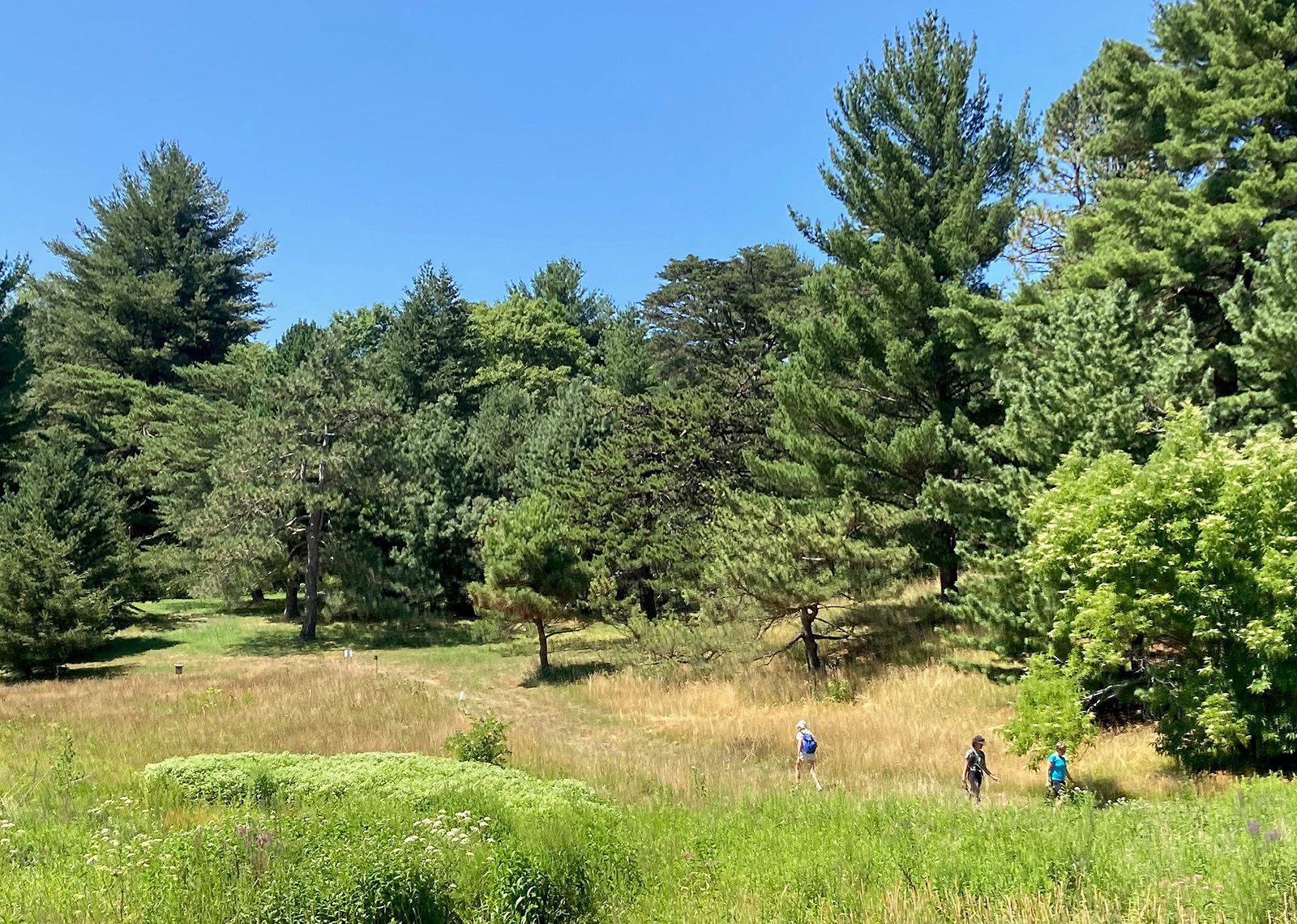 conifer collection at the arnold aboretum