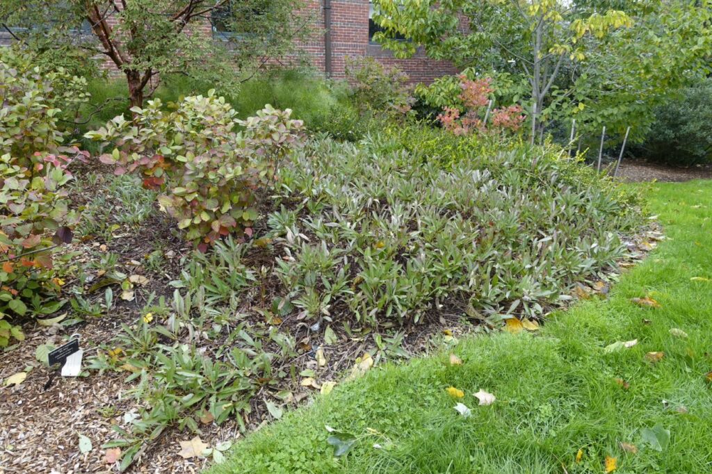 Low growing habit of Prunus pumila var. depressa 'Gus Mehlquist'.