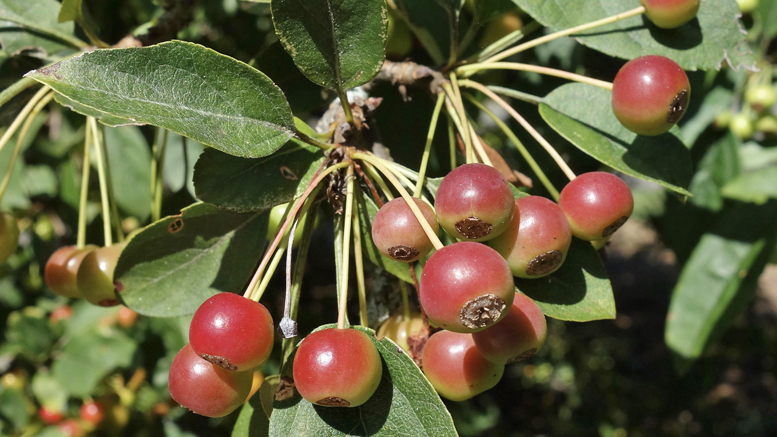 Malus sargentii 20408-D by Ned Friedman
