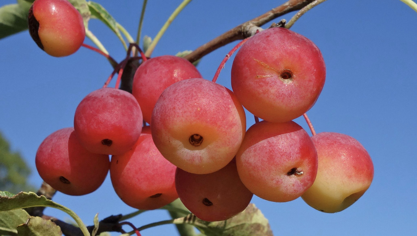 Malus toringoides 50-2011-B Friedman
