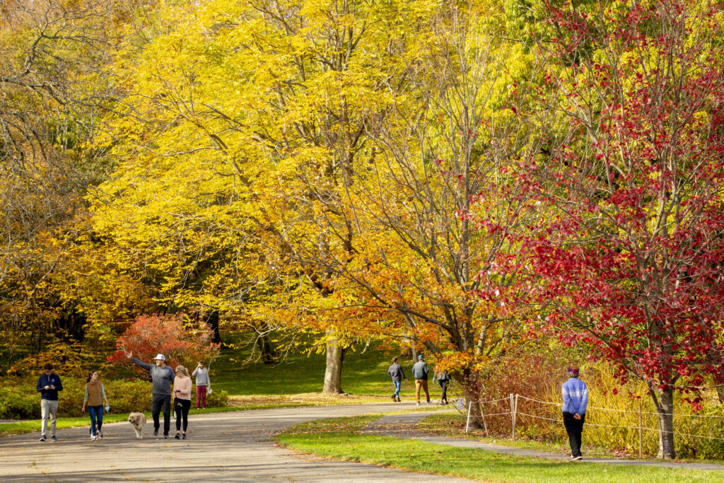 Meadow Road and Visitors in autumn