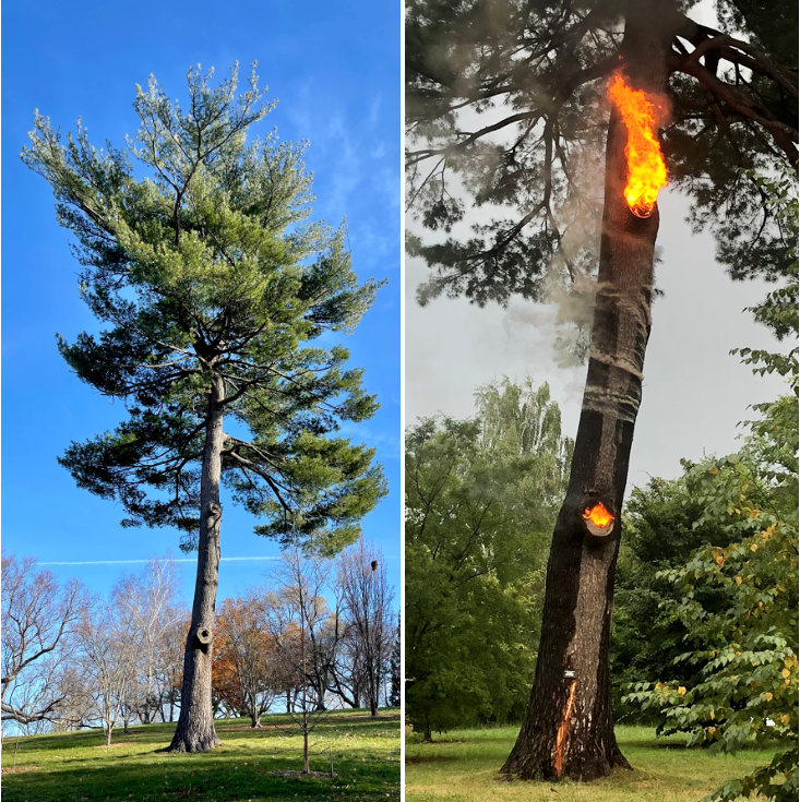 Pine tree before and after lightning strike