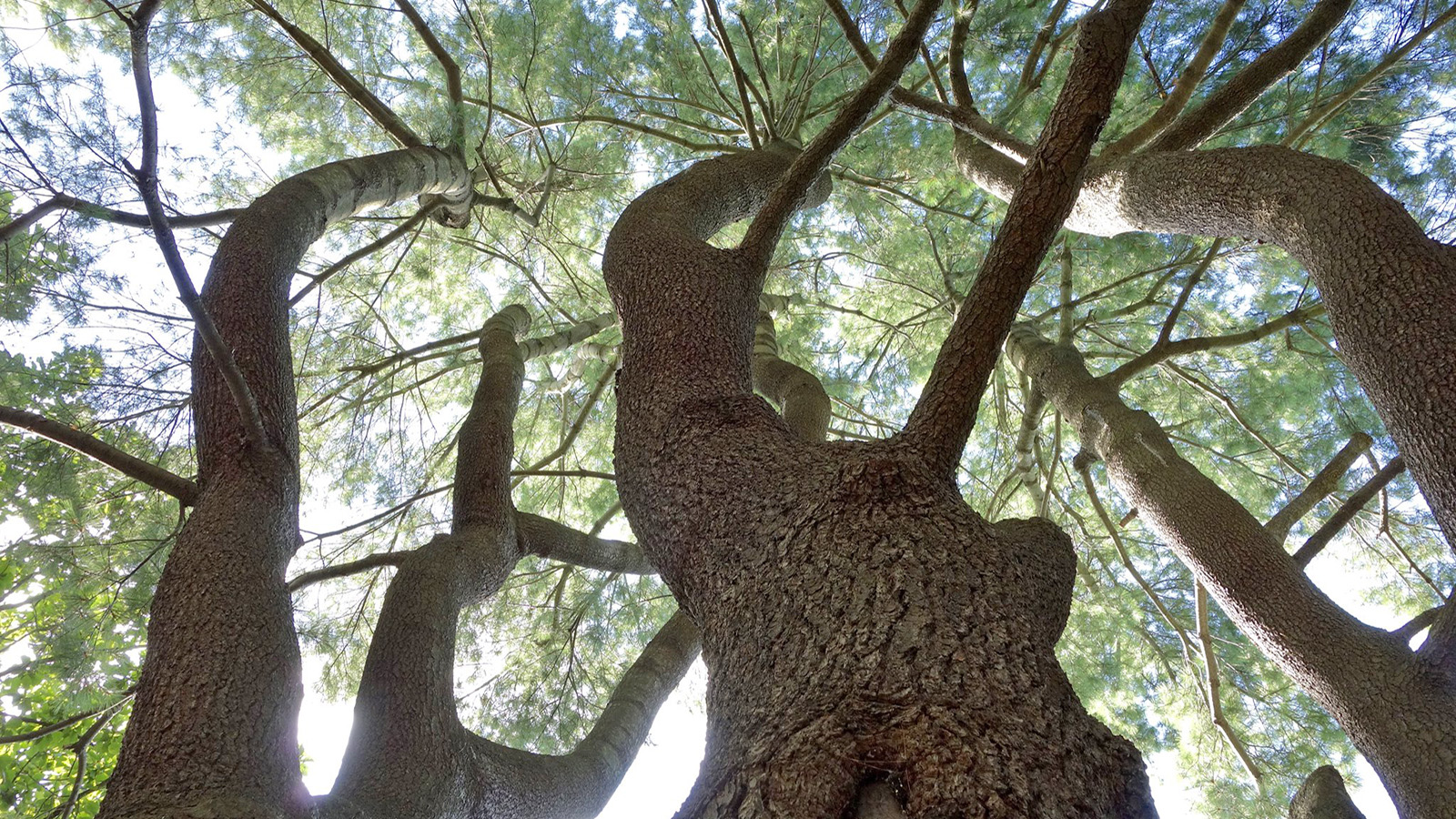 Pinus strobus 727-2008-A by Ned Friedman