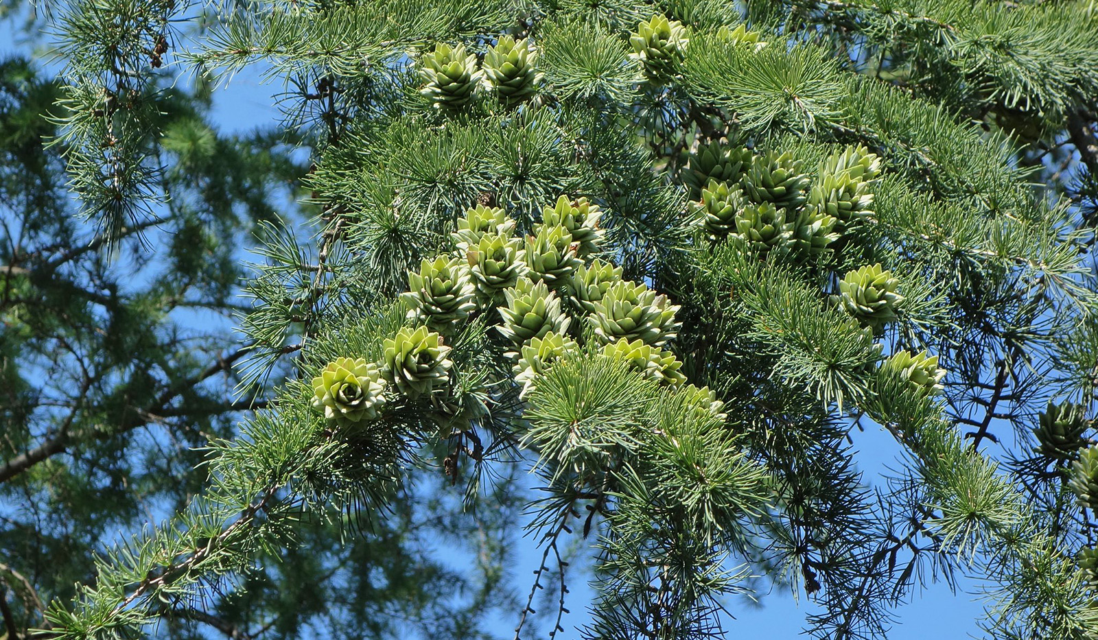 Pseudolarix amabilis 16779-A by Ned Friedman